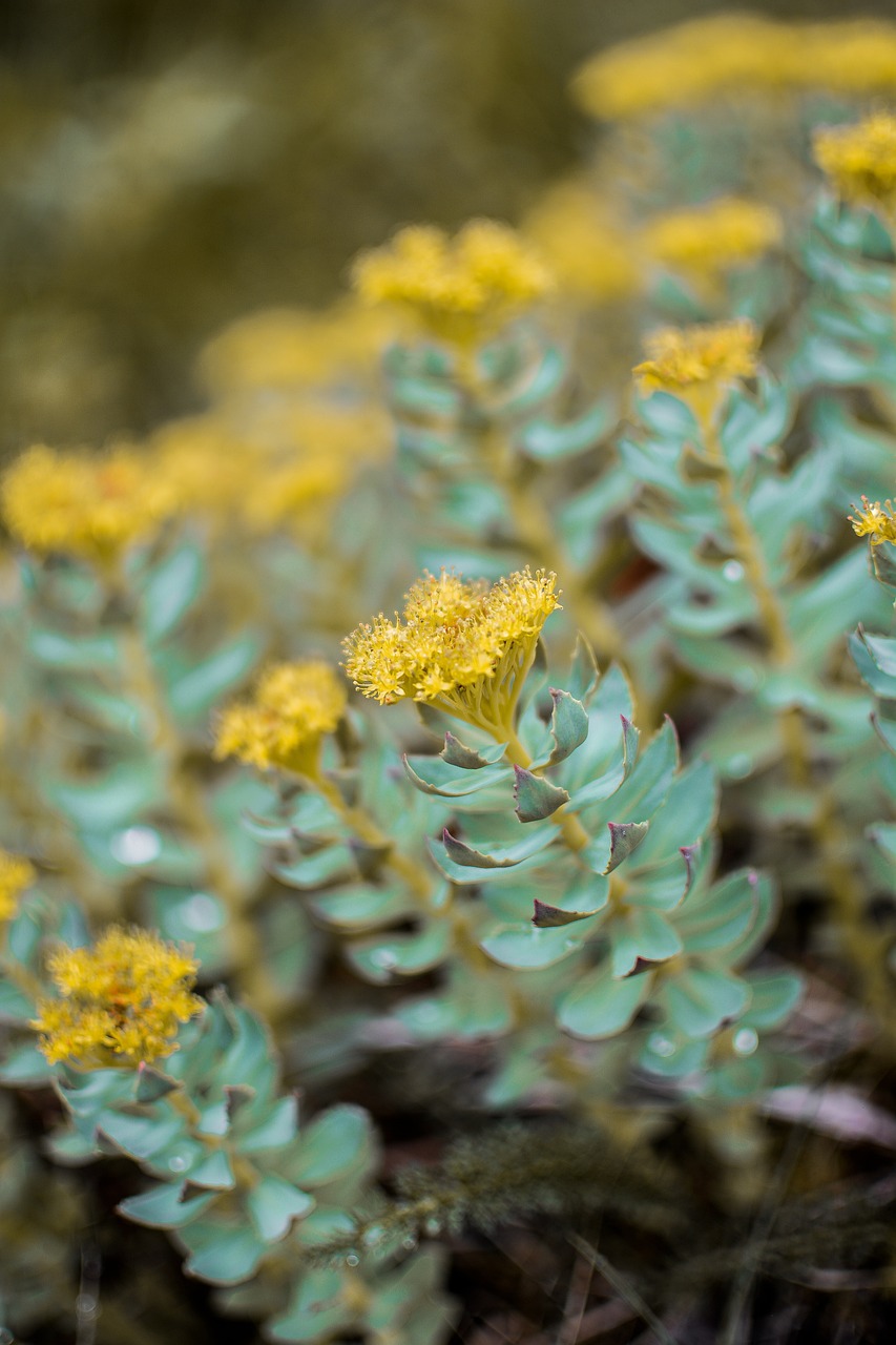 Natural Remedies: Discover the Benefits of Rhodiola