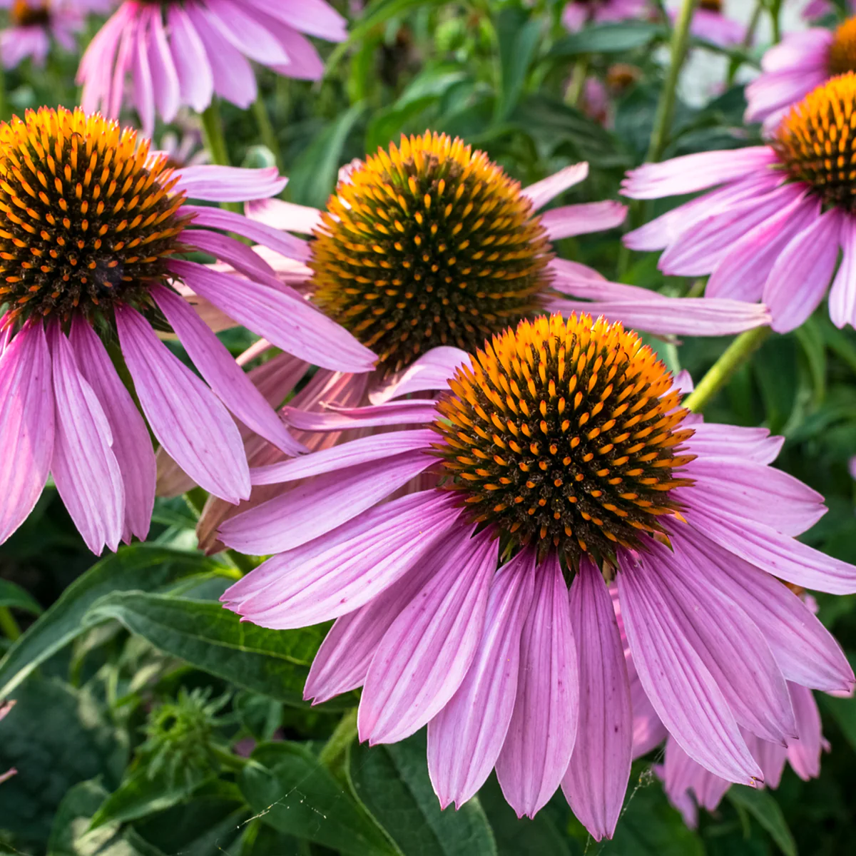 Herbal Remedies: Discovering the Power of Echinacea